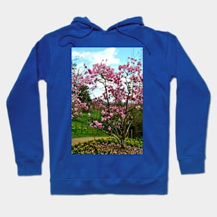 Magnolia Tree Batsford Arboretum Cotswolds UK Hoodie